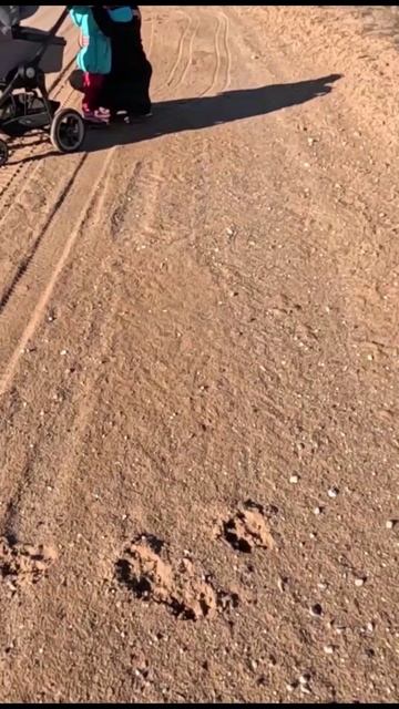 Волки в деревне?! смотреть онлайн