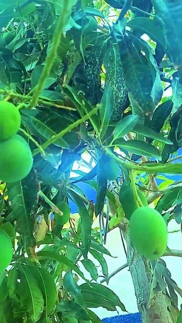 Mango Tree In The Desert Of UAE | කාන්තාරයේ අපේ අඹ ගස | Loka Pojja | #shorts #new #viral