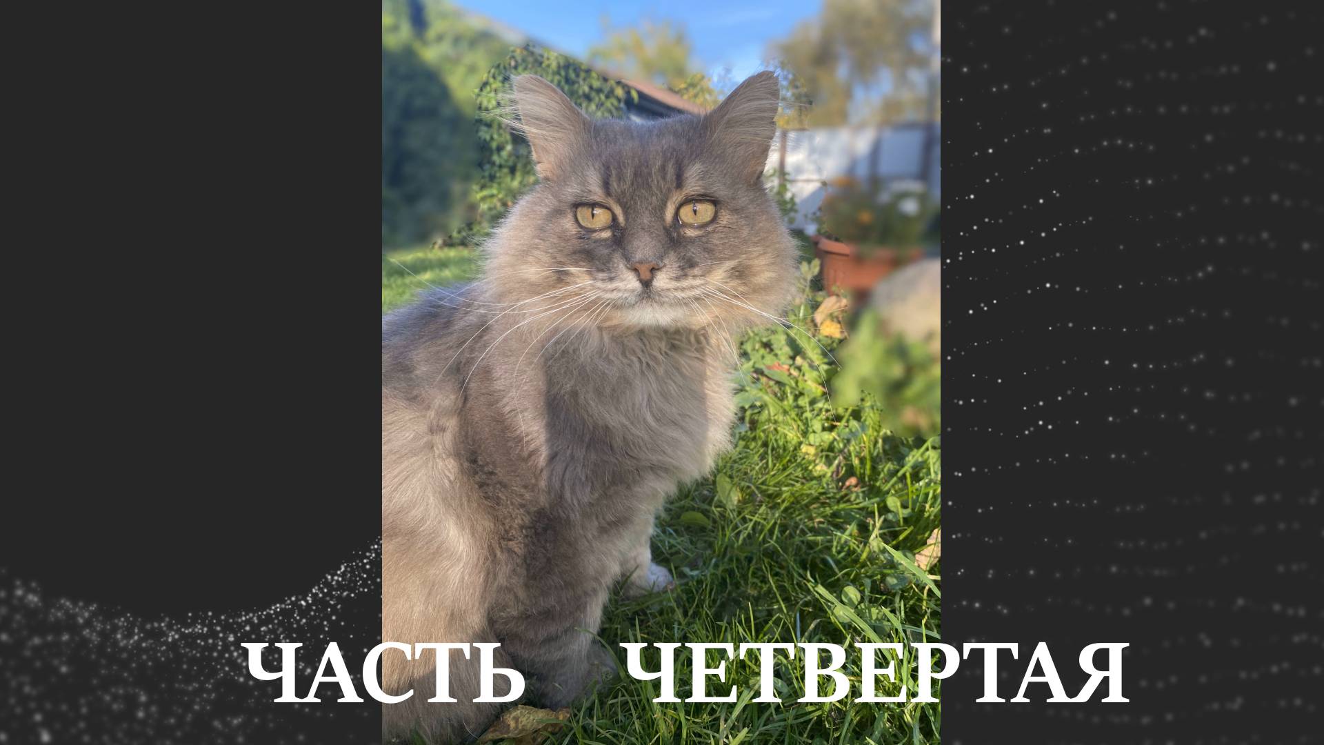 Наш усатый полосатый часть 4-я смотреть онлайн