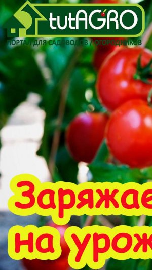 КОГДА и КАК ВНОСИТЬ ТРИХОДЕРМУ ВЕСНОЙ?