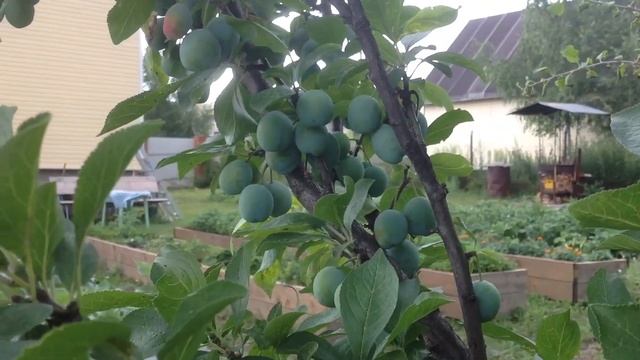 Созревшая лейка 😃 / Выжившие растения 🌱 / Необычные гибриды 😉 смотреть онлайн