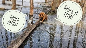 Пёс Кубик в остросюжетном фильме "Влажный дурень"! Спешите видеть на прогулке по бобровым плотинам!