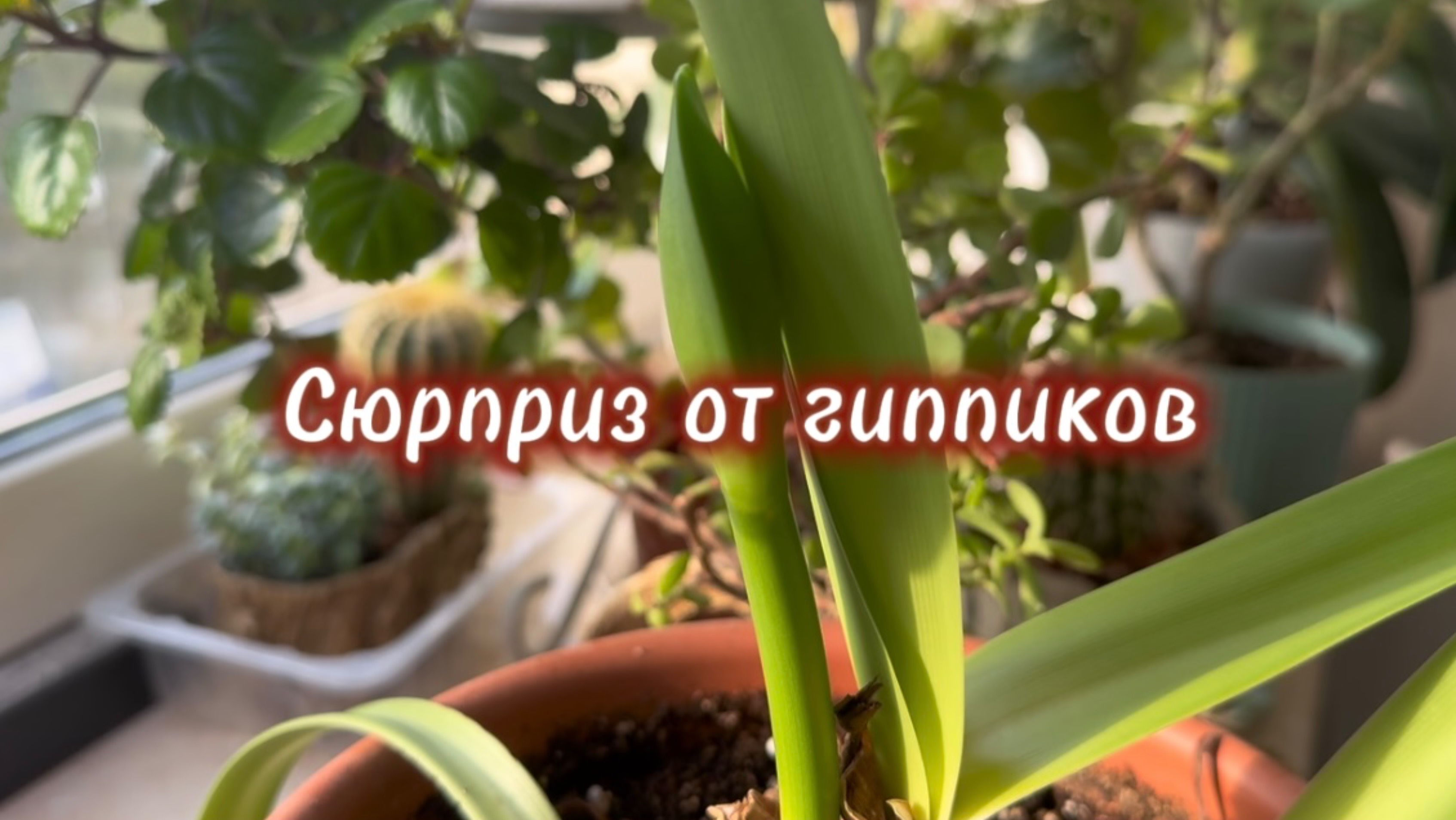 Интрига от гиппеаструмов, два мистера Х решили выпустить по стреле