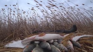 РЫБУ УКРАЛИ, ДОЖДЬ ПОЛИВАЕТ - НО РЫБАЛКА ВПРИГЛЯДКУ КЛАСС! ПОСЛЕДНЯЯ СО ЛЬДА, ВОКРУГ ВЕСНА!