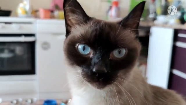 Кошка Мелисса и сосиска #кошки#балинезийскаякошка#кошкаворуетсосиску#голубоглазаякошка смотреть онлайн