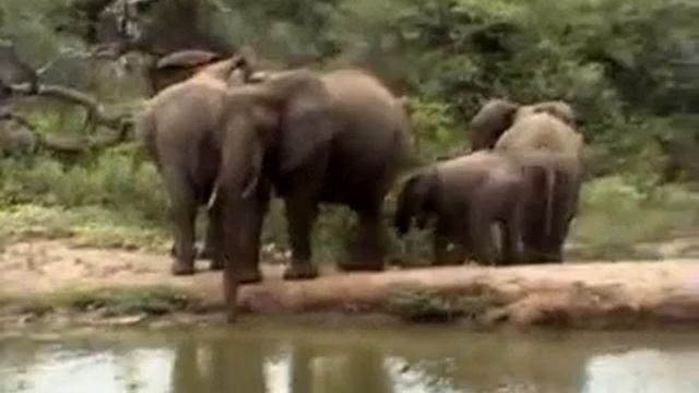 pp ellies 24jan08 12.25pm ppt смотреть онлайн