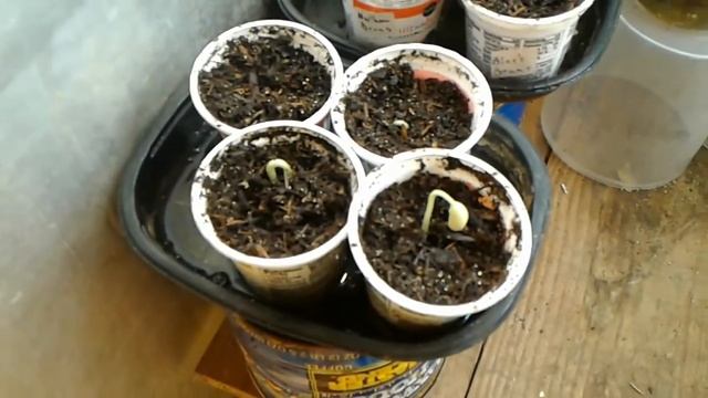 Growing Beans From The GROWcery Store  - 5 Days Later