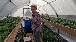 САМАЯ ПРОСТАЯ,НО ОЧЕНЬ ЭФФЕКТИВНАЯ ТЕПЛИЦА ДЛЯ РАССАДЫ.