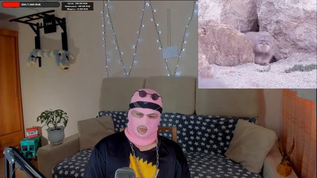 Смотрю 10 часов - Один манул, два манула... 15000 манулов