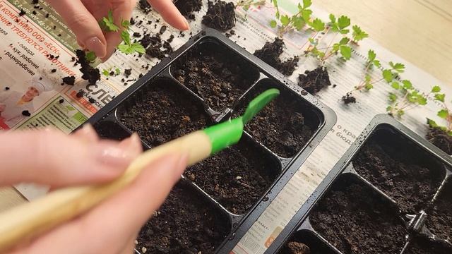 Пикирую ЗЕМЛЯНИКУ ТОЛЬКО ТАК! Всегда с урожаем!🍓🍓🍓 смотреть онлайн