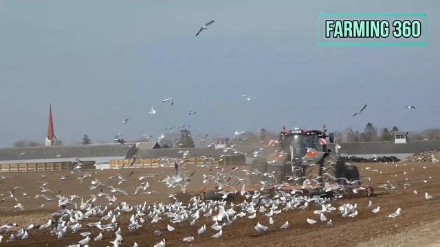 Rolling 2023 | Case IH Optum 270 CVX & Väderstad Rexius rollers смотреть онлайн