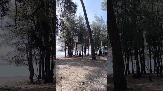 Абхазия, Пицунда, Лидзавский пляж.
15 марта 2025г.