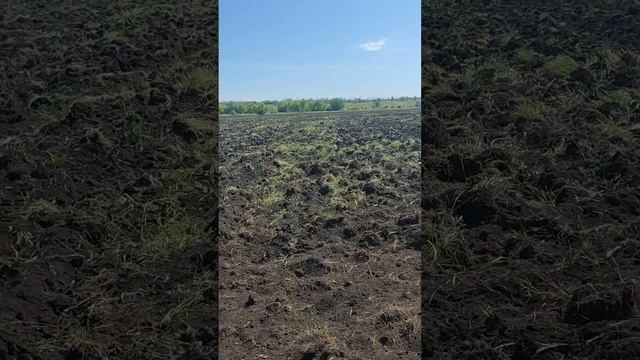 целина. осенняя вспашка плюс дискация 26 мая в один след. подготовка к посеву подсолнечника смотреть онлайн