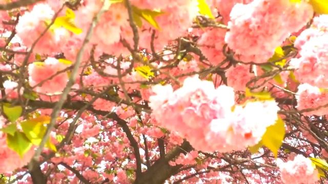 Удивительное цветение сакуры в Виноградове | Amazing Bloom Sakura In Vinogradov