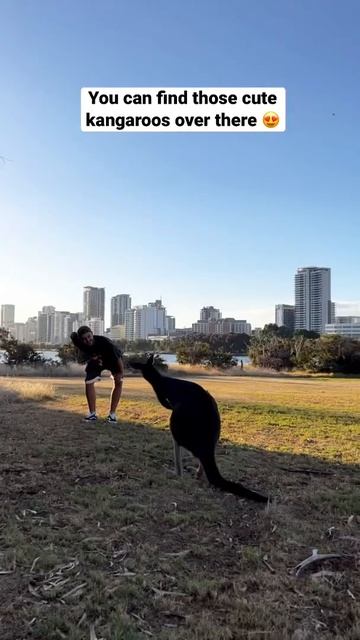 KANGAROOS in the CITY 😍🦘#australia #perth #kangaroo смотреть онлайн