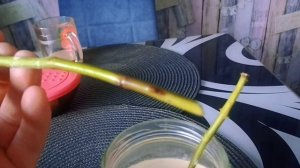 укореняю черенки роз из букета в дрожжах, разоблачение