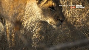 Дикие детишки 2 серия «Чинга, львёнок» (документальный сериал, 2021)