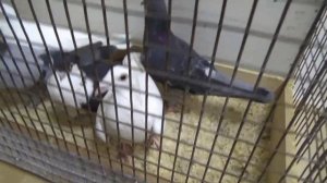 ЯРМАРКА ГОЛУБЕЙ В УФЕ. 15 МАРТА 2025 ГОДА. ЧАСТЬ 1.