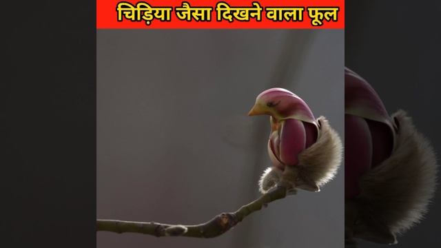 चिड़िया जैसा दिखने वाला फूल 😱🤔|New facts everyday/#short смотреть онлайн