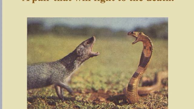 Rikki Tikki Intro смотреть онлайн