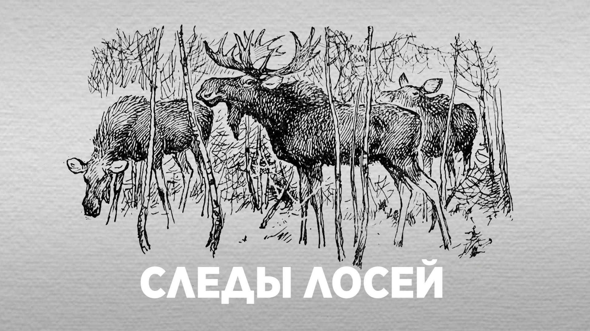 Следы лосей