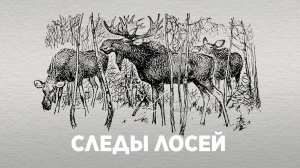Следы лосей