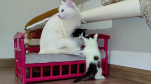 Котенок упал. Мама-кошка и ее котята. Милая кошачья семья.