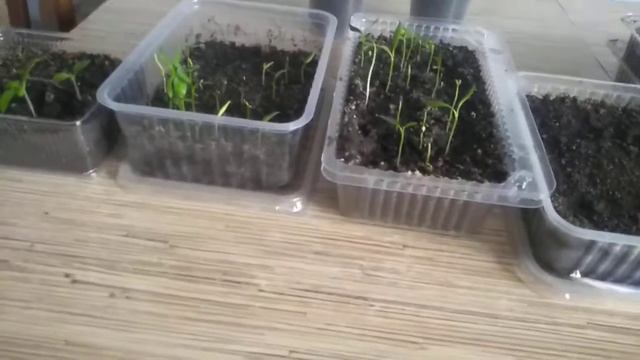 Рассада. Перцы и томаты на подоконнике. В квартире! Часть 1 смотреть онлайн