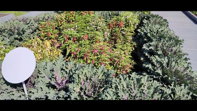 Аптекарский огород смотреть онлайн