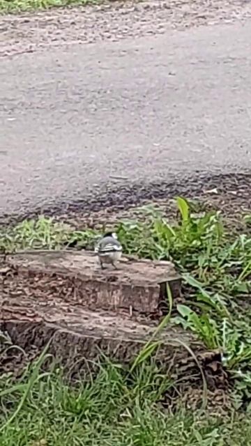 #shortc#похождение Трясогузки# смотреть онлайн