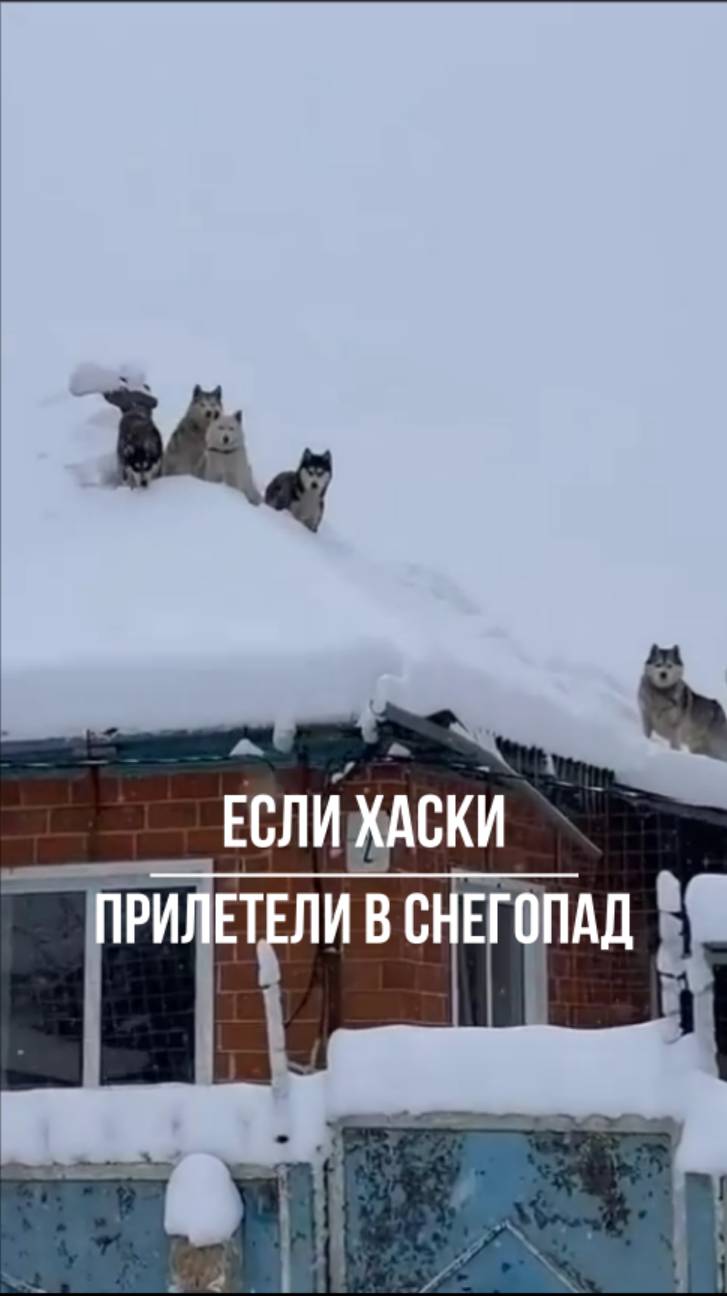 Народная примета: если хаски прилетели в снегопад... смотреть онлайн