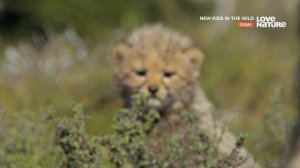 Дикие детишки 3 серия «Усана, детёныш гепарда» (документальный сериал, 2021)