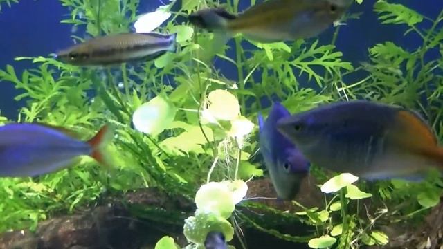 Tons of New in the 225 Gallon Tank смотреть онлайн