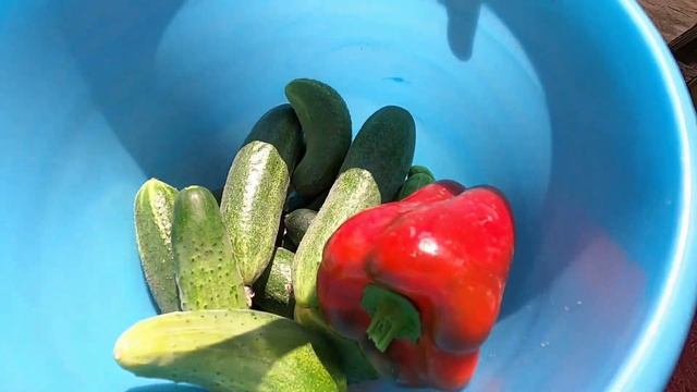 Брянск /Дача /Сезон шашлыков /Дела огородные смотреть онлайн