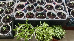 Как пикировать помидоры