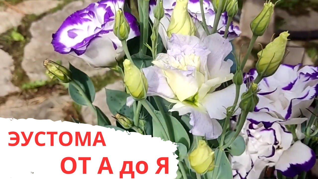 ЭУСТОМА / ОТ ПОСЕВА ДО ЦВЕТЕНИЯ / МОЙ ОПЫТ смотреть онлайн