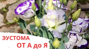 ЭУСТОМА / ОТ ПОСЕВА ДО ЦВЕТЕНИЯ / МОЙ ОПЫТ