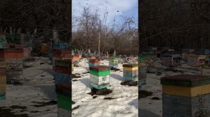 Пчелопакеты, пчеломатки: Карника, бакфаст на сезон 2026 года. т.89603022455 Облет 14 марта.