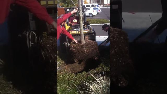 Centennial Tree Planting смотреть онлайн