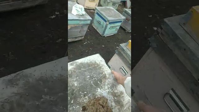 Весенняя ревизия пчелиных семей. смотреть онлайн