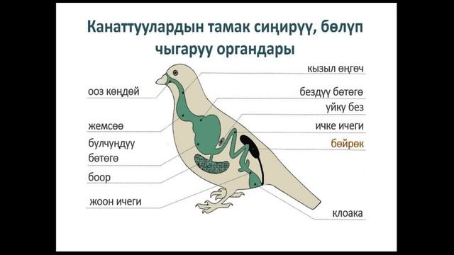 Канаттуулардын сырткы  ички түзүлүшү көбөйүшүтиричилиги.