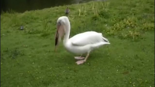 Pelican Swallows Pigeon. смотреть онлайн