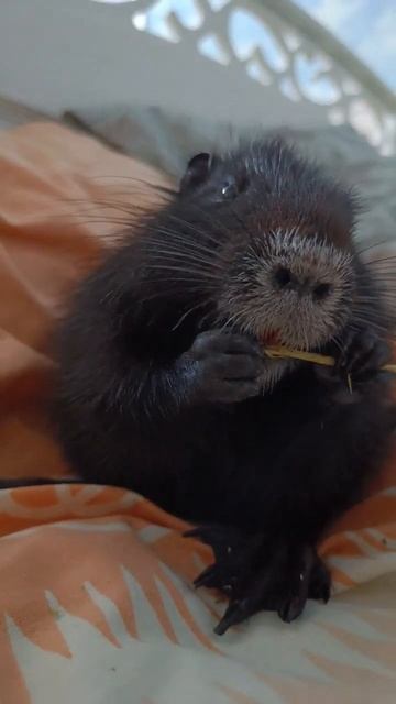 мой грызун♥️💞 #нутрия #топ #рекомендации #смешныеживотные #pets