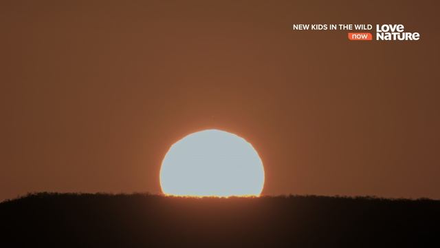 Дикие детишки 4 серия «Чико, детёныш капуцина» (документальный сериал, 2021)