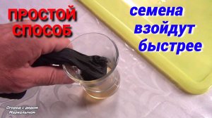 Посадка  петрушки в открытый грунт. Сделайте так с семенами и петрушка взойдёт быстро.