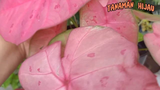 KELADI SEXY PINK || CALADIUM