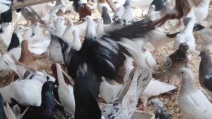 14.03.2025г Обзор Голубей по Приезду 👍