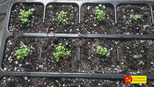 Первая подкормка петуний, лобелий, алиссума и гвоздики.