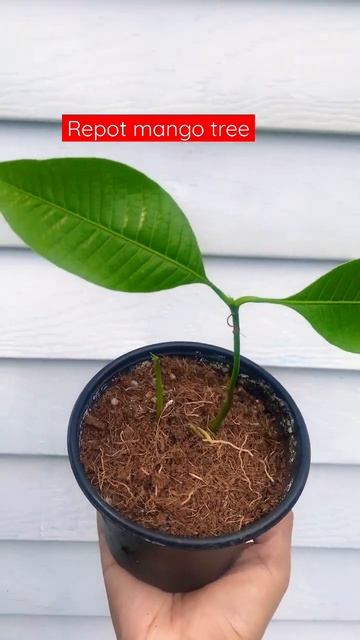 Repot my twin mango 🥭 tree #viral #shorts #seed #plants #growingwithflor #florgenargue смотреть онлайн