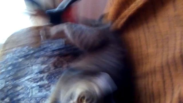 Испугали кошку Бусю! смотреть онлайн